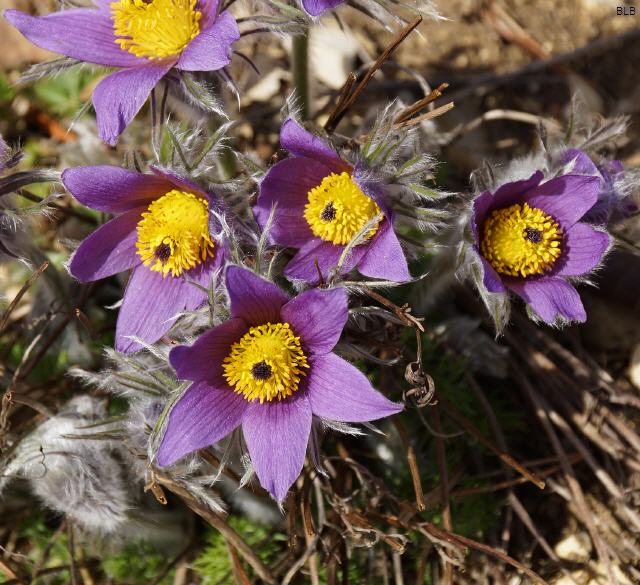 Pelzanemonen