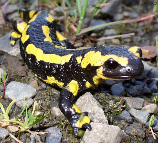 Feuersalamander