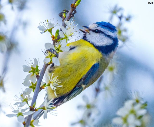 Blaumeise