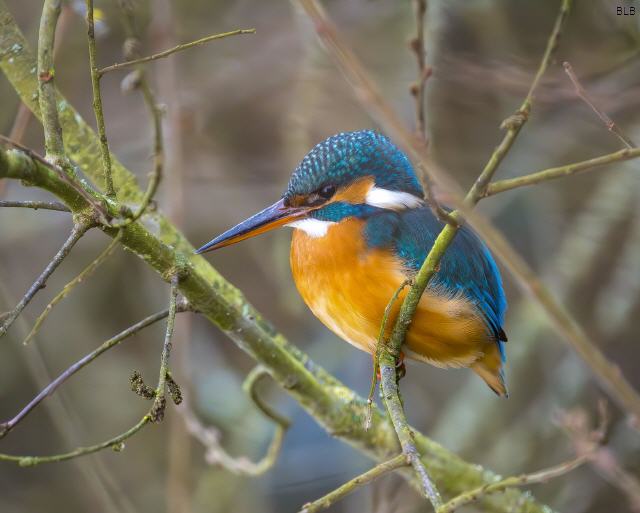 Vogel des Jahres 2026