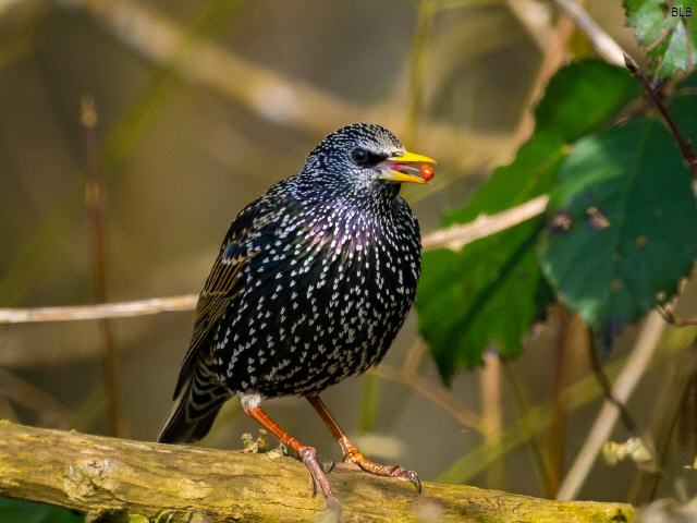 Europ&auml;ischer Star